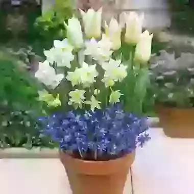 The Blue & White Collection